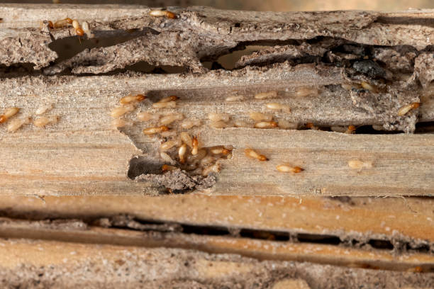 Best Local Pest Control Services  in Onarga, IL
